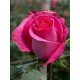 Троянда Топаз (Роза Topaz)
